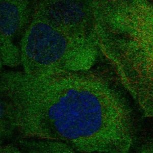 Anti-TNFRSF11A antibody produced in rabbit 
