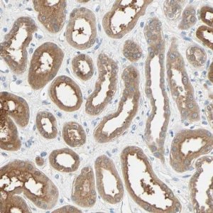 Anti-TNFRSF12A antibody produced in rabbit 