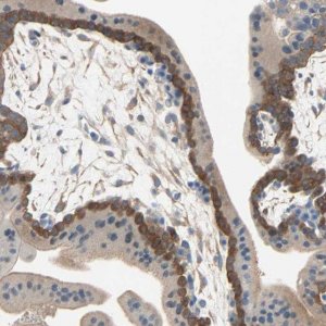 Anti-TNFRSF12A antibody produced in rabbit 