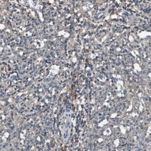 Anti-TNFRSF14 antibody produced in rabbit 
