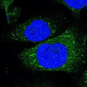 Anti-TNFRSF14 antibody produced in rabbit 