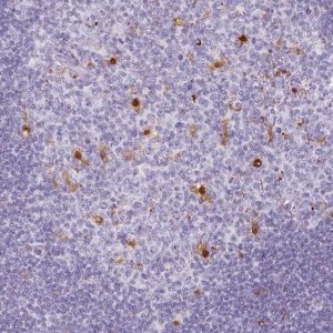 Anti-TNFRSF8 antibody produced in rabbit 