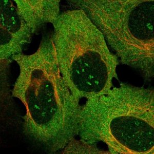 Anti-TNFRSF9 antibody produced in rabbit 