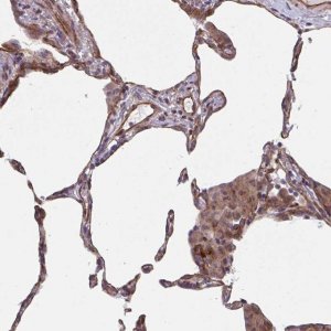 Anti-TNFSF10 antibody produced in rabbit 