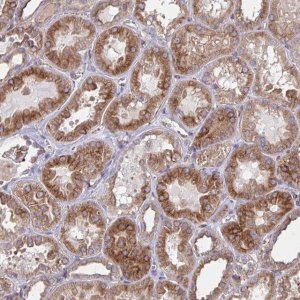 Anti-TNFSF10 antibody produced in rabbit 