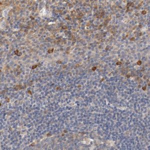 Anti-TNFSF13 antibody produced in rabbit 