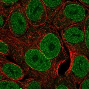 Anti-TNFSF15 antibody produced in rabbit 