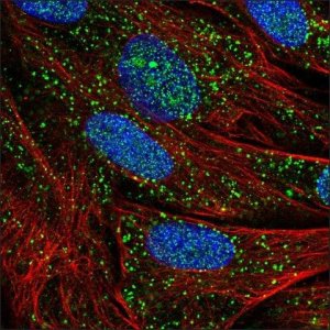 Anti-TNFSF4 antibody produced in rabbit HPA059579-100UL