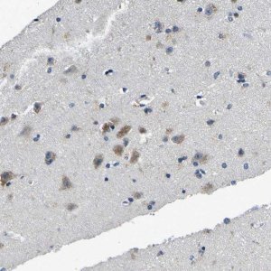 Anti-TNIK antibody produced in rabbit 