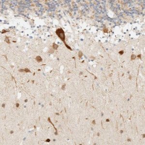 Anti-TNK1 antibody produced in rabbit 