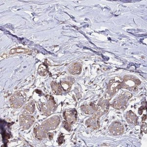 Anti-TNMD antibody produced in rabbit 
