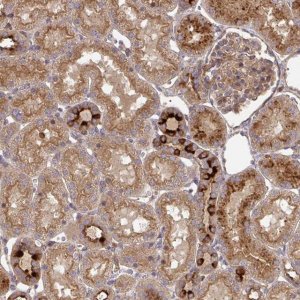 Anti-TNMD antibody produced in rabbit 