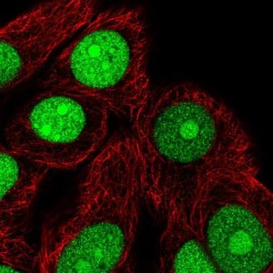 Anti-TNPO2 antibody produced in rabbit 