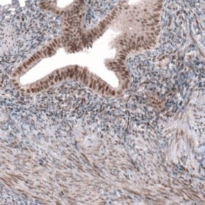Anti-TNRC6A antibody produced in rabbit 