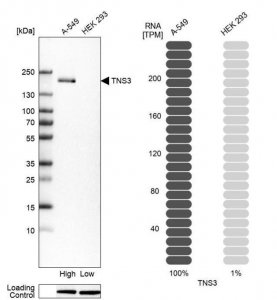 Anti-TNS3 antibody produced in rabbit 