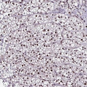 Anti-TOB1 antibody produced in rabbit 