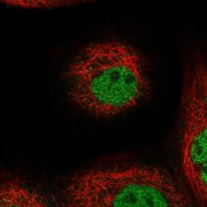 Anti-TOGARAM1 antibody produced in rabbit 