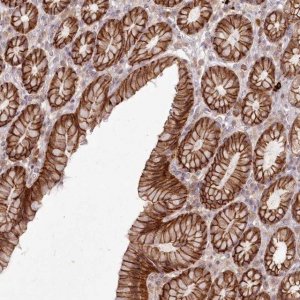 Anti-TOGARAM2 antibody produced in rabbit 