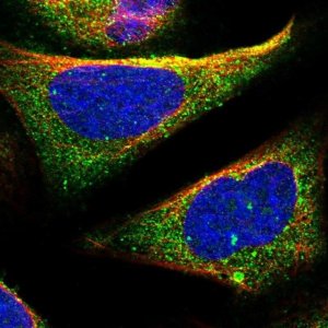 Anti-TOM1 antibody produced in rabbit 