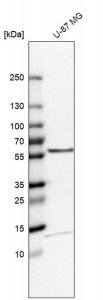 Anti-TOM1 antibody produced in rabbit 