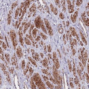 Anti-TOMM40L antibody produced in rabbit 