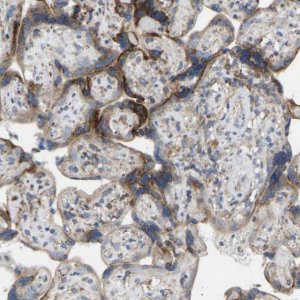 Anti-TOR1B antibody produced in rabbit 