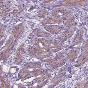 Anti-TOR2A antibody produced in rabbit 