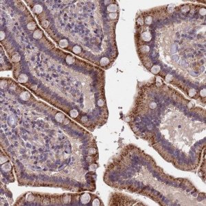 Anti-TOR4A antibody produced in rabbit 