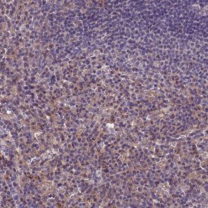 Anti-TOR4A antibody produced in rabbit 