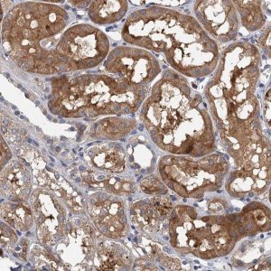 Anti-TPCN1 antibody produced in rabbit 