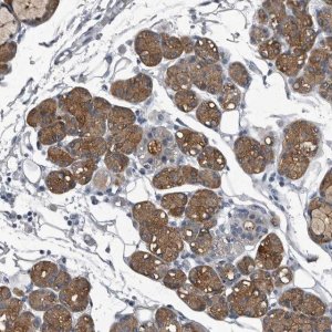 Anti-TPD52L1 antibody produced in rabbit HPA027915-100UL