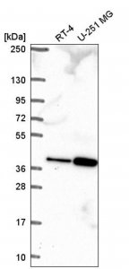 Anti-TPGS2 antibody produced in rabbit HPA061753-100UL