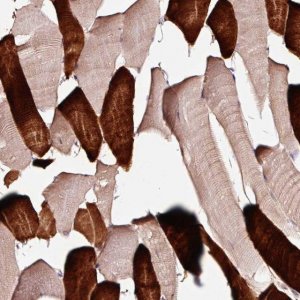 Anti-TPM3 antibody produced in rabbit 