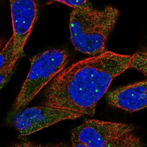 Anti-TPP2 antibody produced in rabbit 