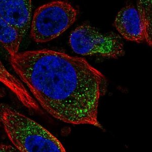Anti-TPRG1L antibody produced in rabbit 