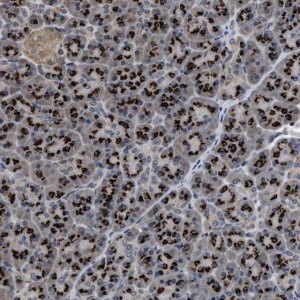 Anti-TPST2 antibody produced in rabbit 