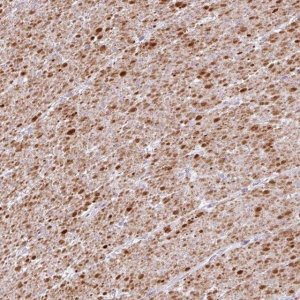 Anti-TRA2A antibody produced in rabbit 
