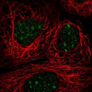 Anti-TRA2A antibody produced in rabbit 