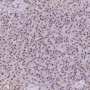 Anti-TRA2B antibody produced in rabbit 