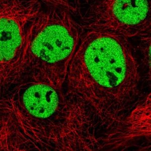 Anti-TRA2B antibody produced in rabbit 
