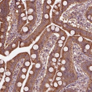 Anti-TRADD antibody produced in rabbit 