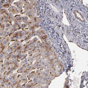 Anti-TRAF1 antibody produced in rabbit 