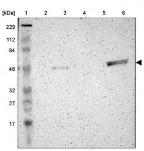 Anti-TRAF1 antibody produced in rabbit 