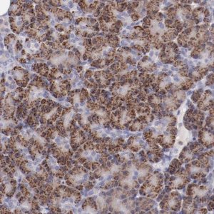 Anti-TRAF3 antibody produced in rabbit 