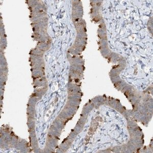 Anti-TRAF3IP1 antibody produced in rabbit 