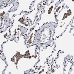 Anti-TRAF6 antibody produced in rabbit 