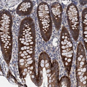 Anti-TRAF7 antibody produced in rabbit 