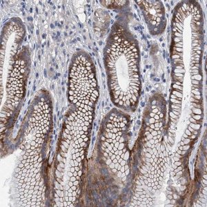 Anti-TRAF7 antibody produced in rabbit 