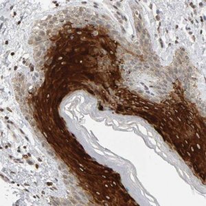 Anti-TRAM1 antibody produced in rabbit 