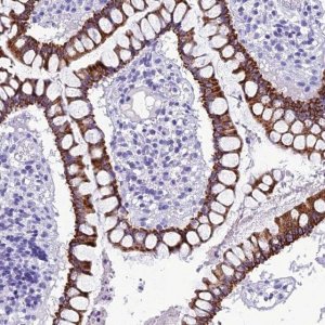 Anti-TRAM1L1 antibody produced in rabbit 